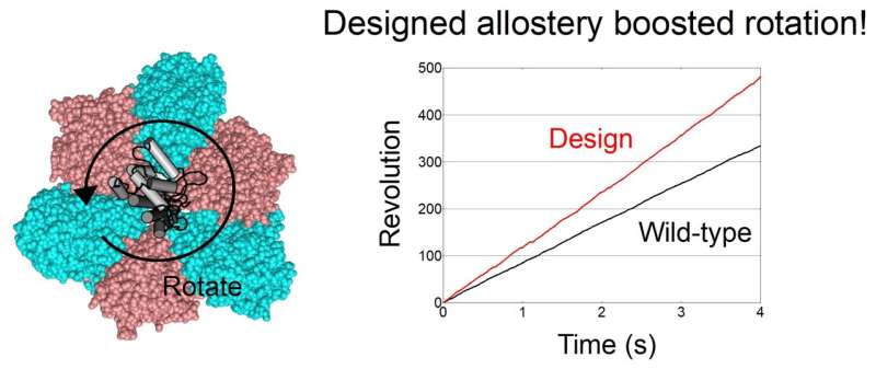 科学家开发策略以工程化蛋白质复合物中的人工变构位点